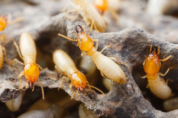 Pest Control