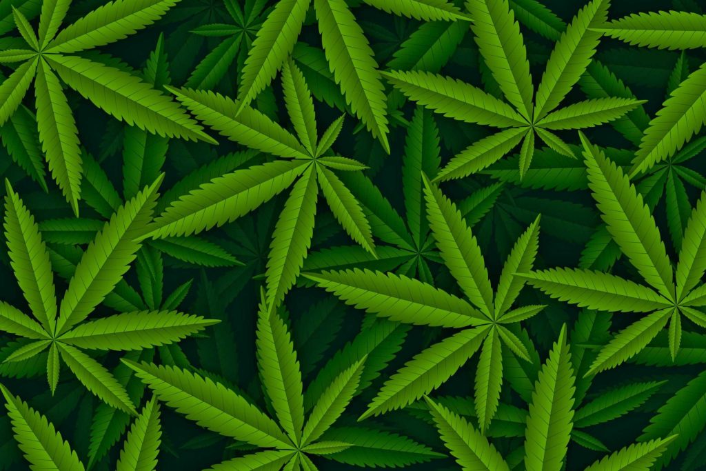 Cannabis 