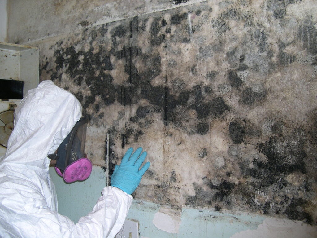 mold remediation 