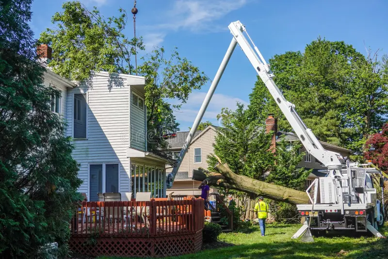 Tree Surgeon Service